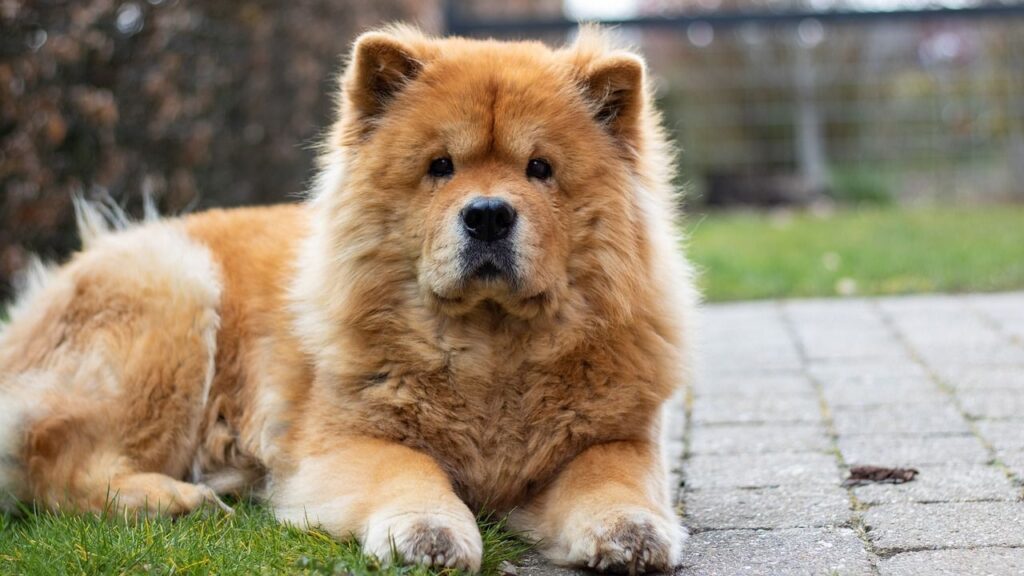 Chow Chow breed lying on the ground.
