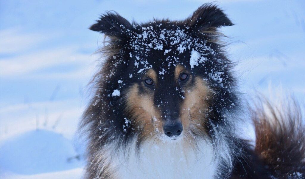 Shetland Sheepdog with snow on its face.