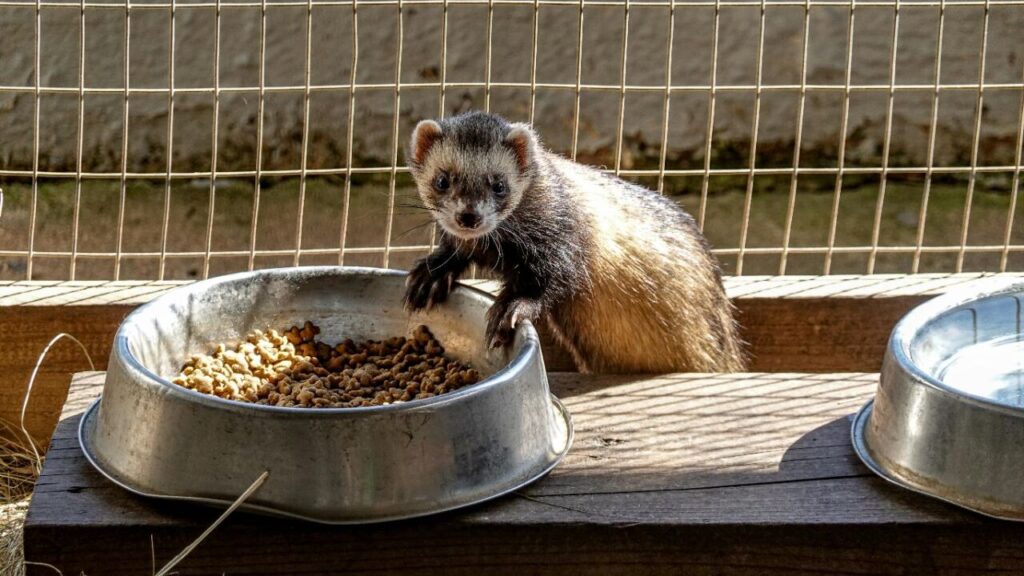 A dark brown ferret with a light face standing next to a metal bowl filled with kibble, placed on a wooden platform in an outdoor enclosure with wire fencing in the background.