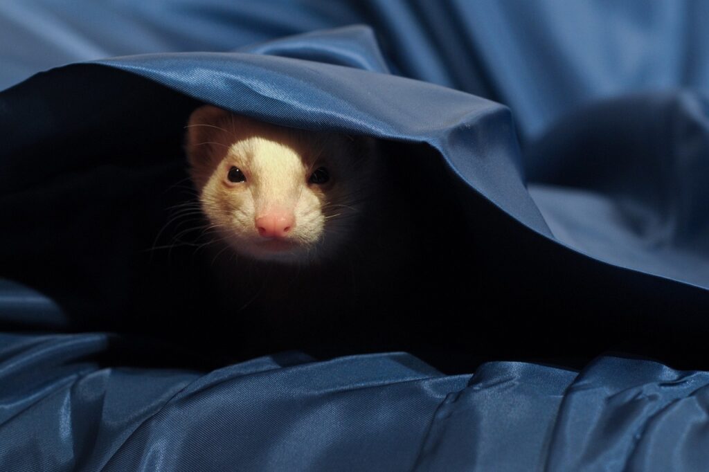 Ferret Hiding In Bedsheet