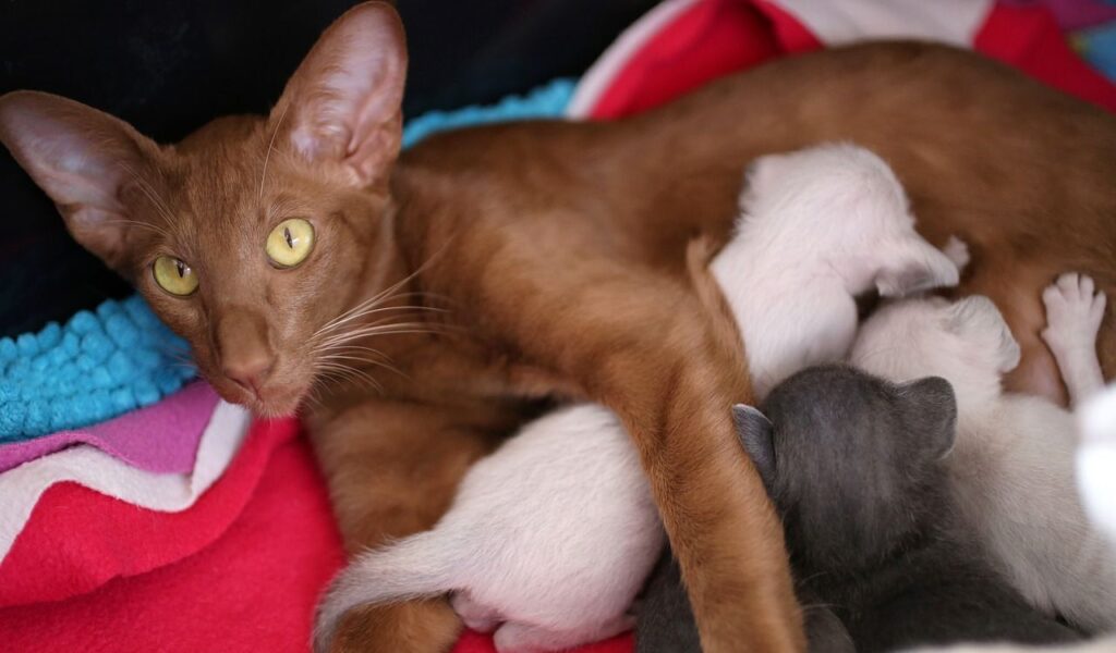 Oriental Shorthair with kittens