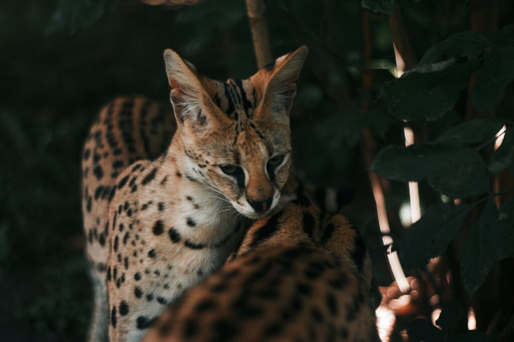 A serval, a medium-sized African wild cat with large ears and spotted fur
