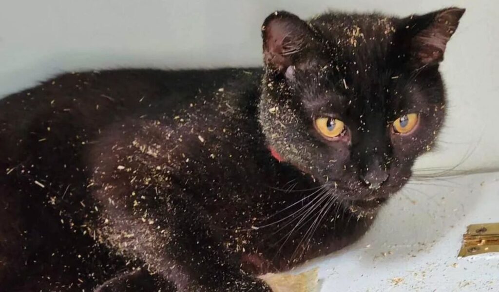 black cat with yellow eyes