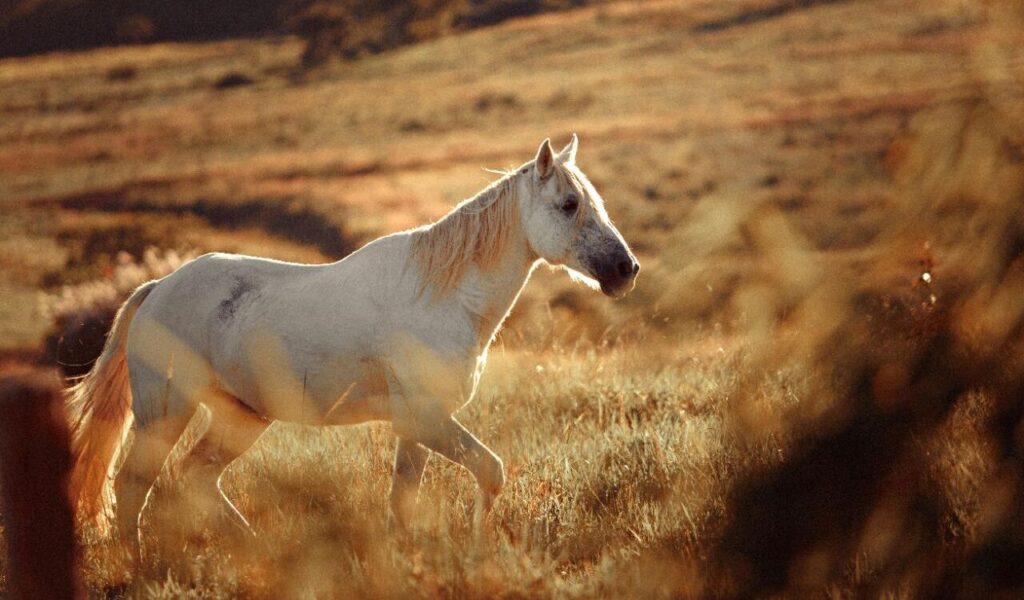 white horse in a field
