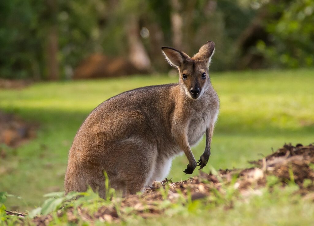 A close-up of a wallaby's face and upper body