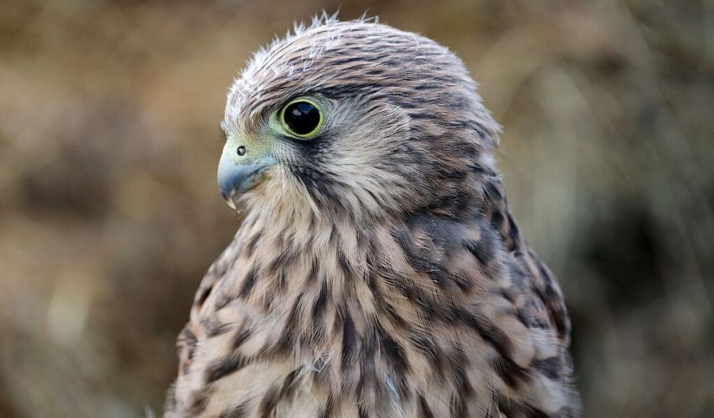 close-up of falcon's face