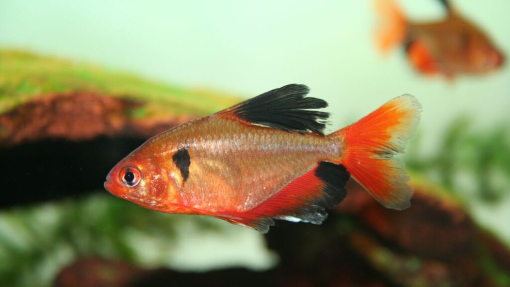 Serpae Tetra