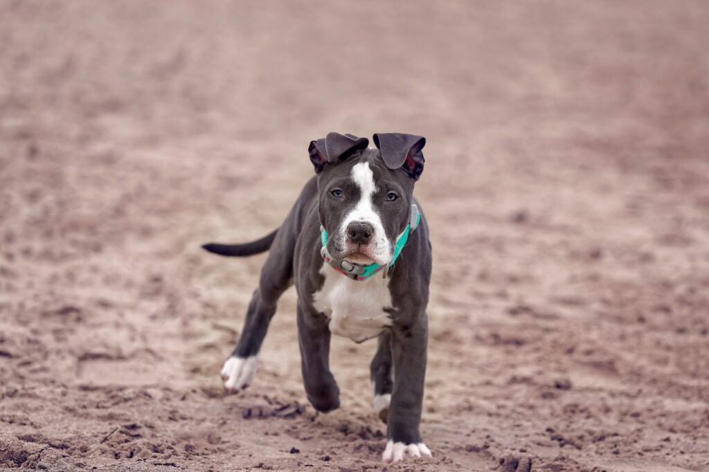 american pitbull