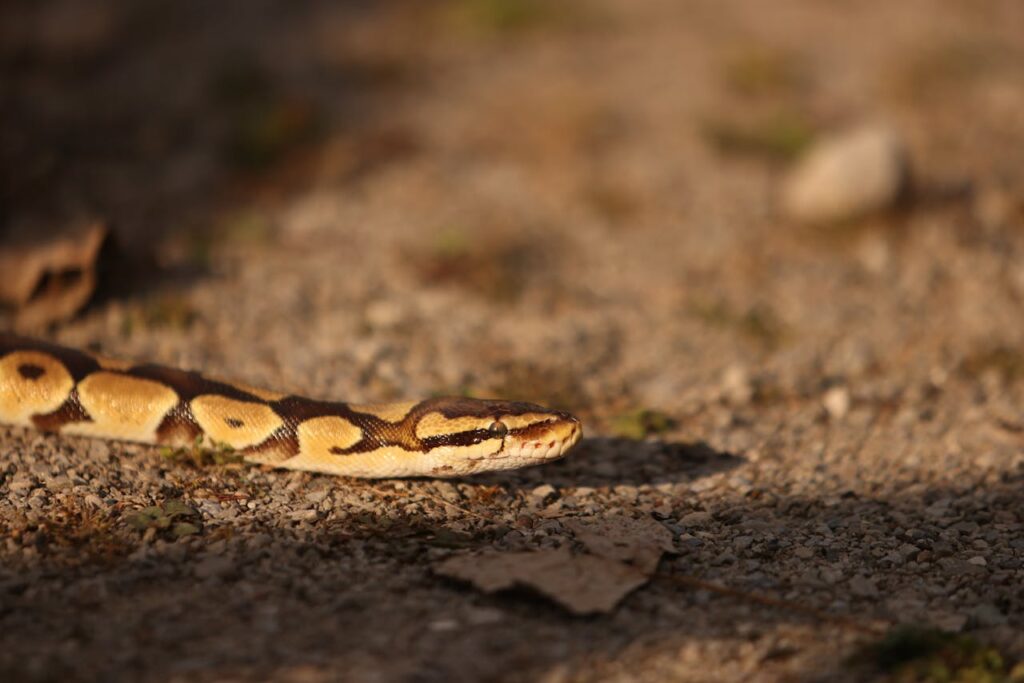 ball python