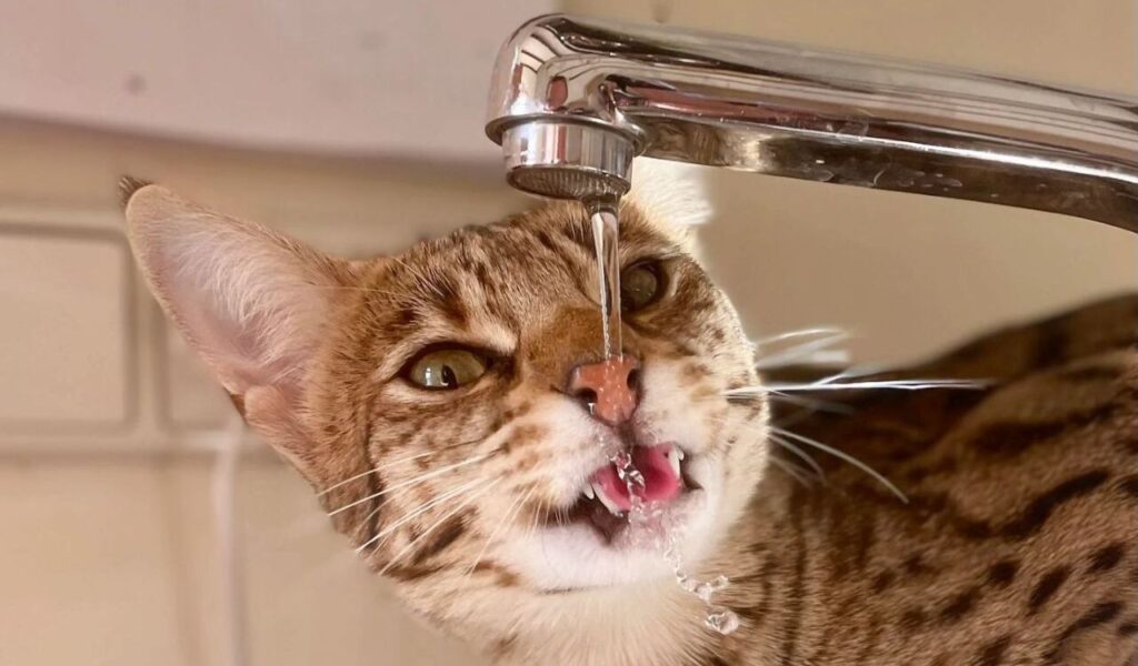 Spotted cat drinking water from a running faucet.
