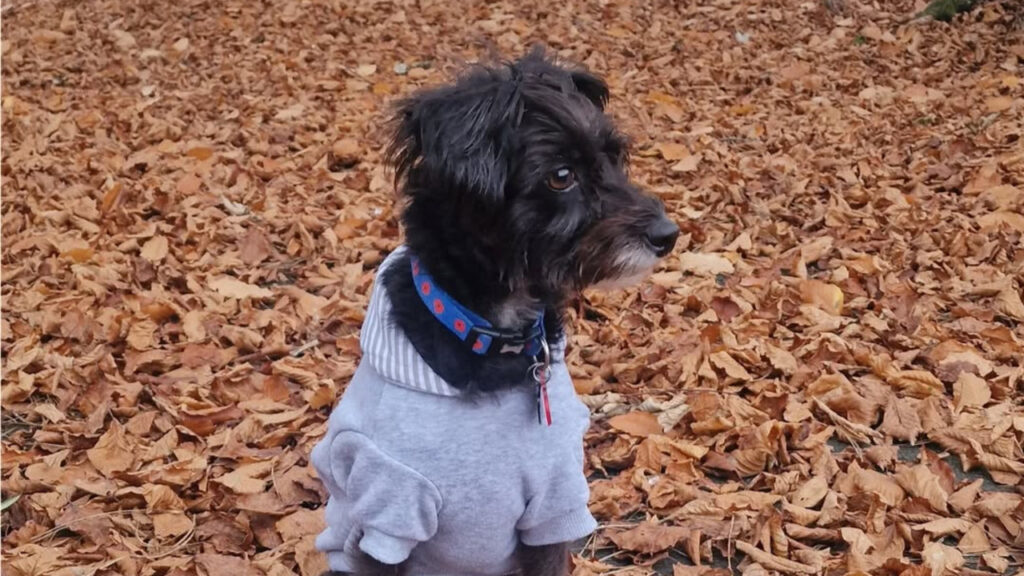 Jack-A-Poo in the Fall