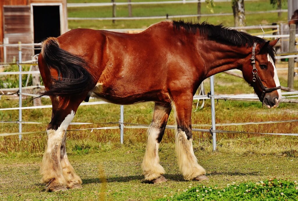 shire horse
