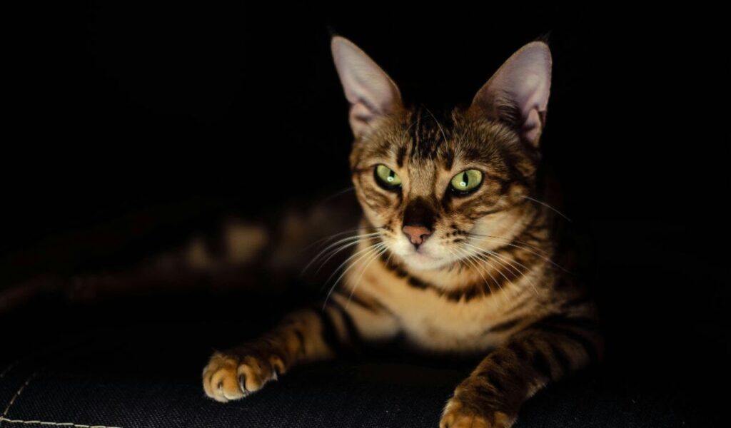 Bengal cat in the dark.