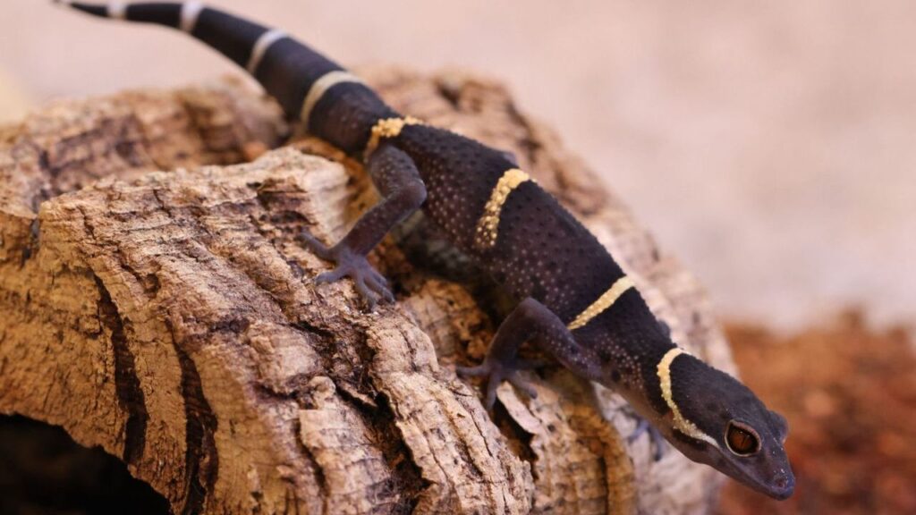 A black gecko with striking yellow bands across its body, perched on a textured piece of light brown bark. The gecko's skin has a bumpy texture, and its slender tail features additional white bands near the tip. Its large, amber-colored eyes add a vibrant contrast to its dark body, and its small limbs grip securely onto the bark's surface.