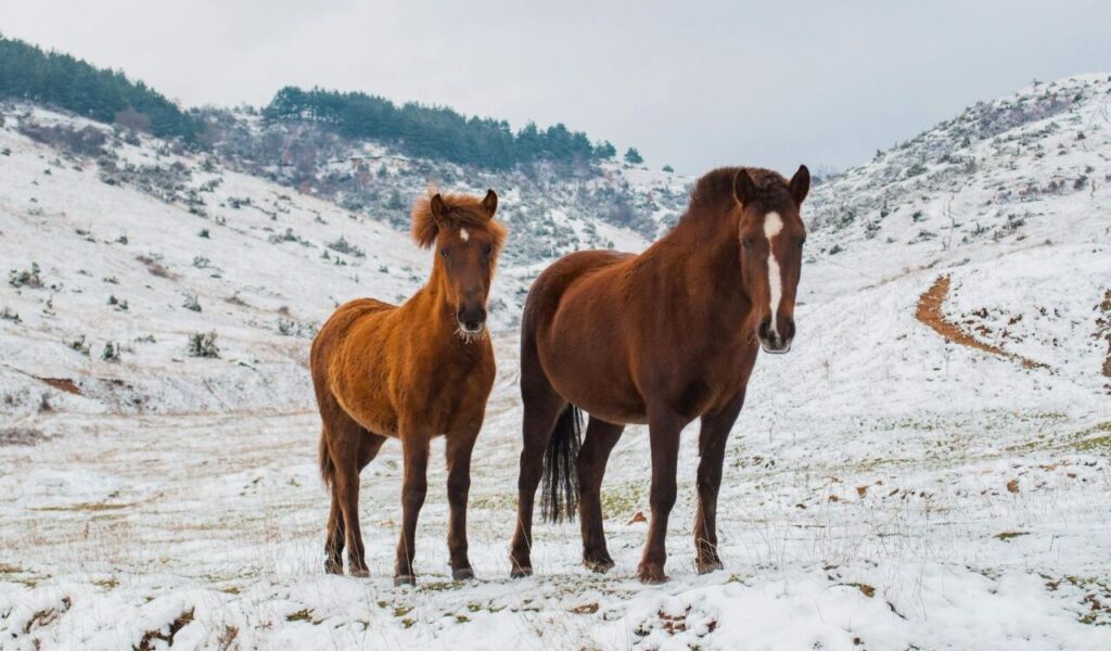 Two brown horses standing on a snow-covered hillside in a serene winter landscape. The horses face the camera, with one having a white blaze on its face. The background features rolling snowy hills dotted with small shrubs and a line of evergreen trees under an overcast sky, creating a peaceful and picturesque scene.