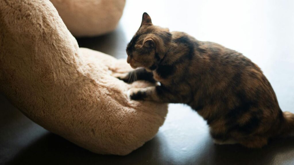 Brown and black cat kneading a soft beige cushion.