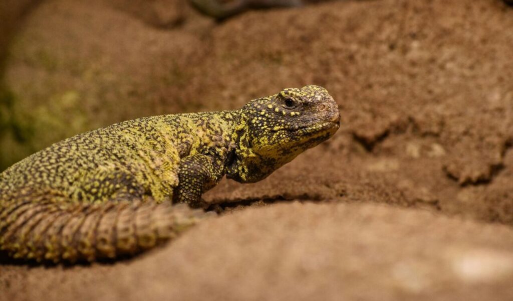 A Uromastyx lizard basking on a rocky surface, its textured scales displaying a blend of yellow and brown hues, perfectly camouflaged against the earthy backdrop.