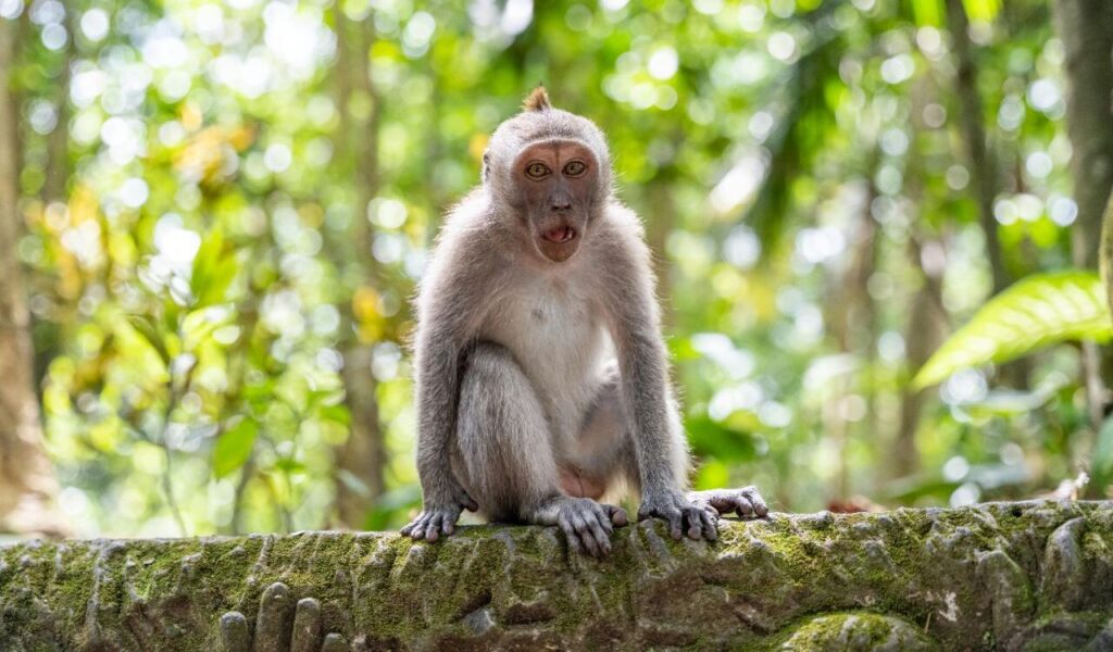 A monkey with a small tuft of hair sits on a moss-covered stone ledge in a lush green forest, its mouth slightly open as if in mid-expression.