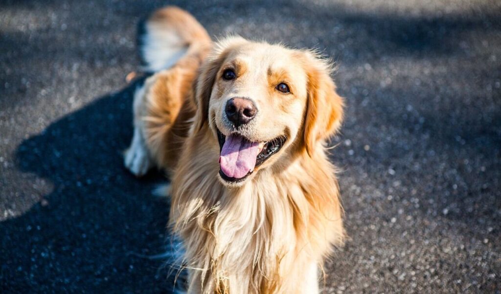 A golden retriever with a shiny golden coat stands on a sunlit asphalt surface, panting happily with its tongue out and a joyful expression.