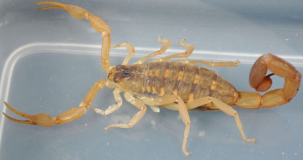 Light brown scorpion on a transparent surface