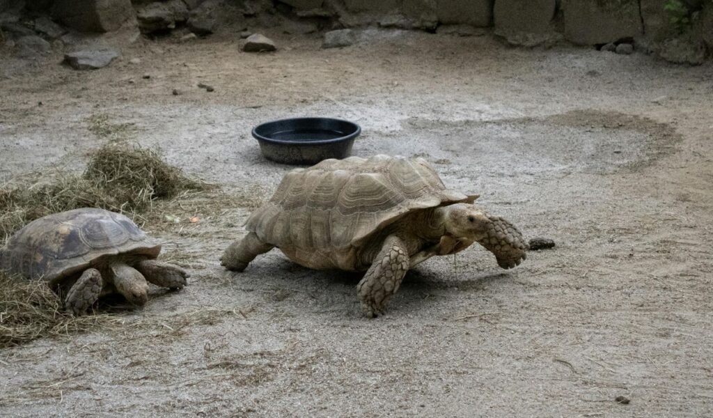 Two tortoises on a sandy ground near a pile of hay and a black water dish.