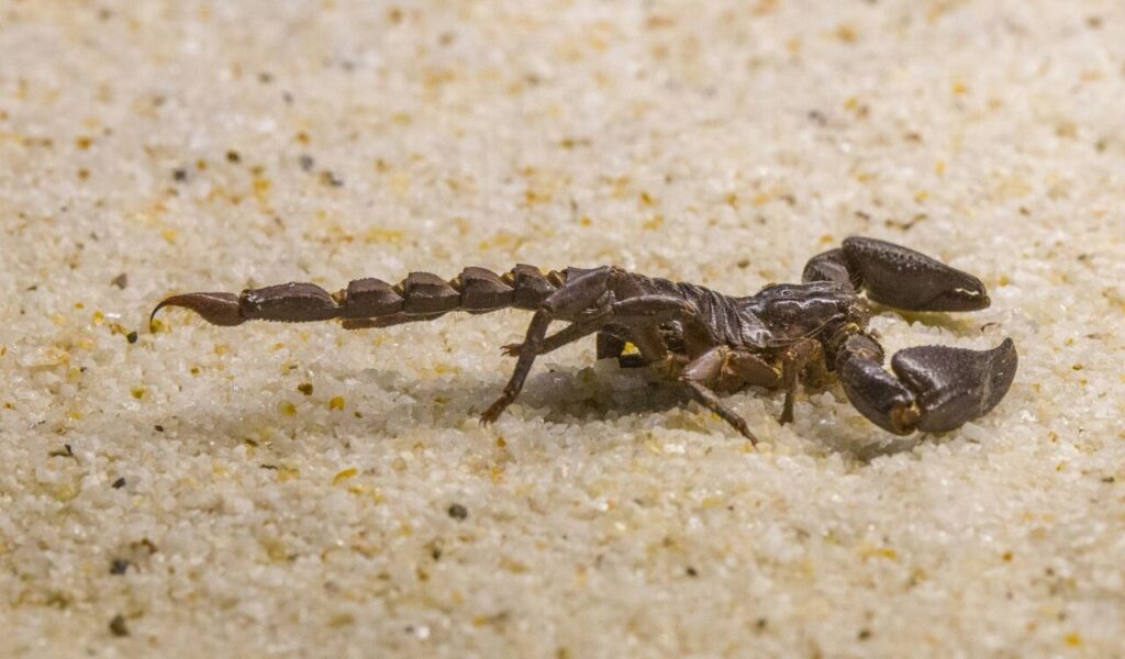 A small brown scorpion with large pincers and a raised tail, poised on a grainy sandy surface.