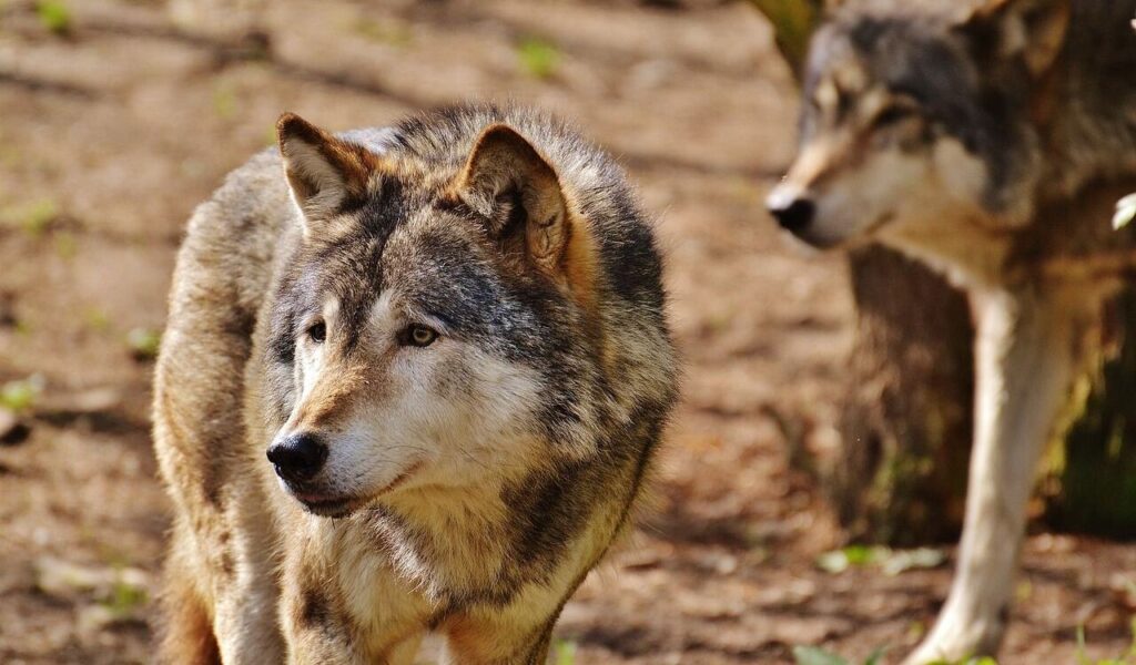 A close-up shot of a majestic wolf with a thick, multi-toned fur coat, looking alertly to the side. Another wolf stands in the blurred background, adding depth to the natural woodland scene.