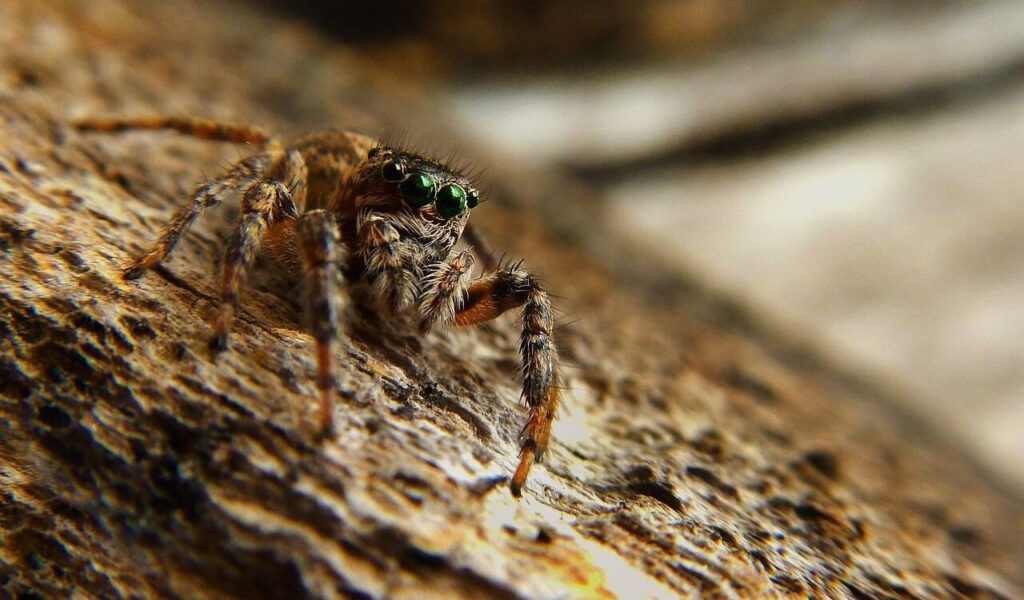 A close-up of a small jumping spider with vibrant green eyes and hairy legs, perched on a textured piece of wood. The shallow depth of field creates a blurred background, emphasizing the intricate details of the spider's body and surroundings.
