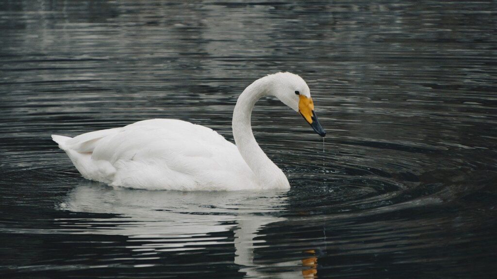 A graceful white swan with a yellow and black beak gliding on calm, reflective water.