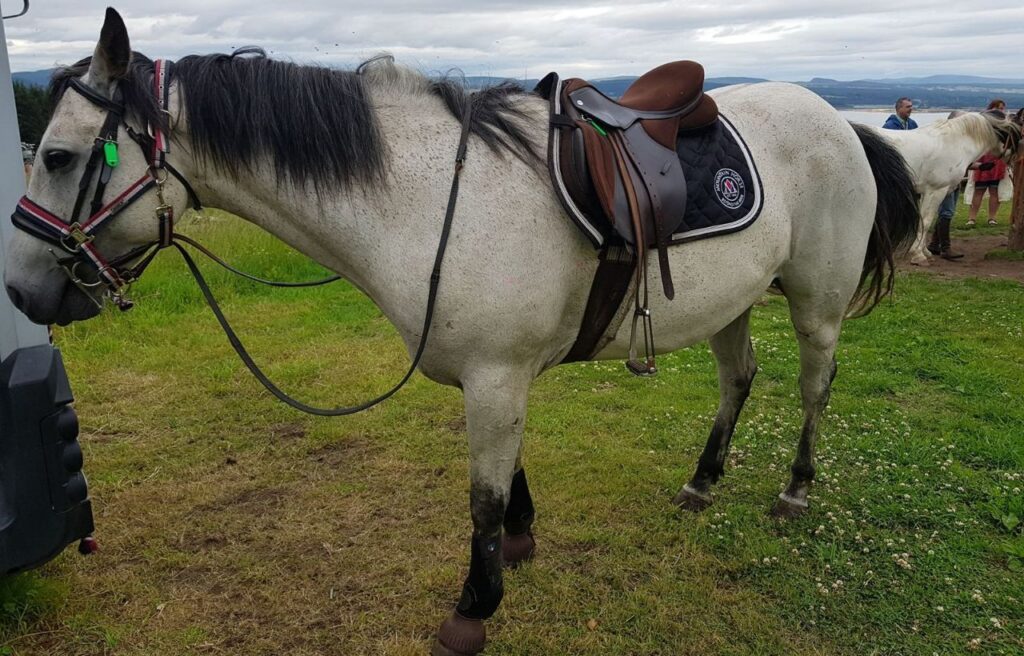 A saddled grey horse with black mane and tail standing in a grassy field with people and another horse in the background.