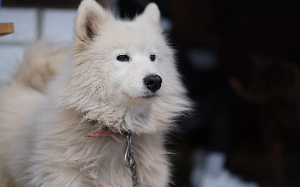 A fluffy white dog with a luxurious coat and attentive expression sits gracefully, wearing a thin red collar. Its fur catches the light, creating a soft and cozy appearance against a dark background.