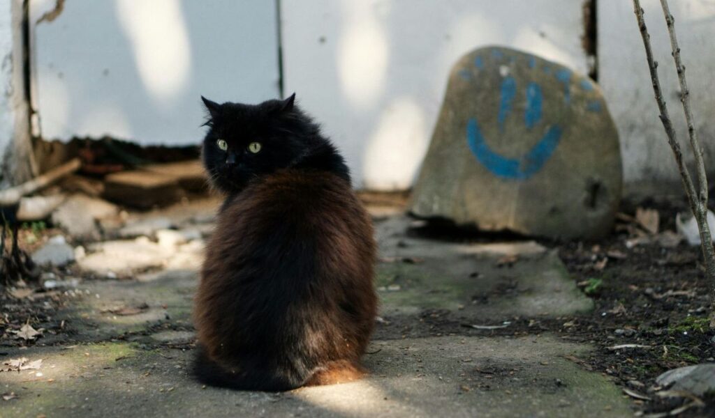 Black Norwegian Forest Cat sitting outdoors near a stone with a smiley face.