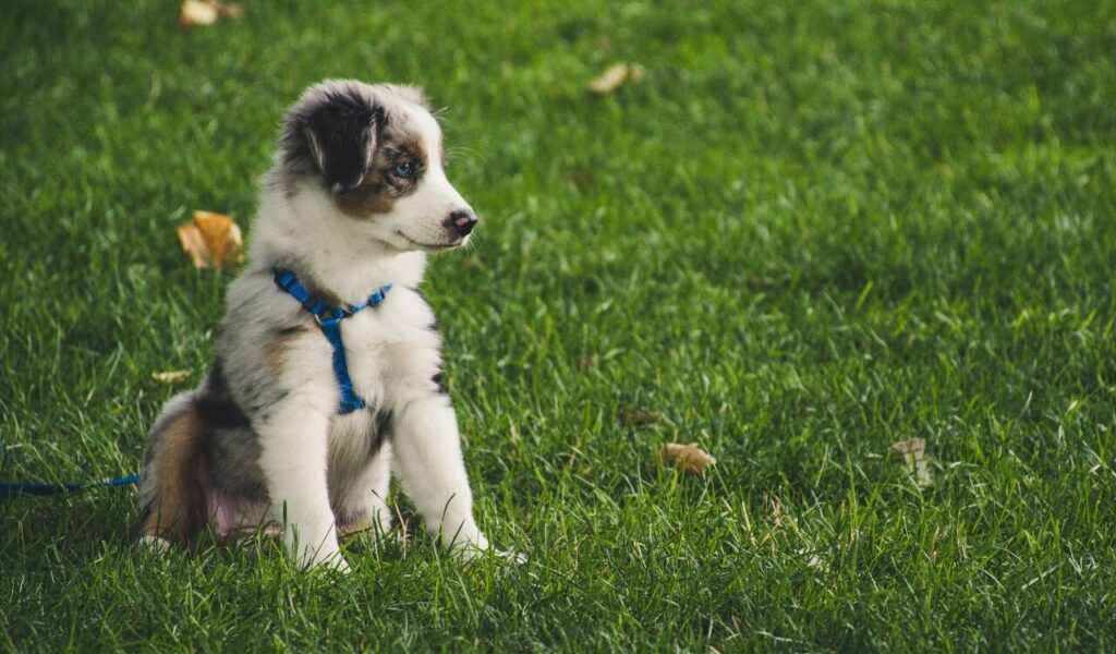 Puppy with a blue harness sitting on green grass.