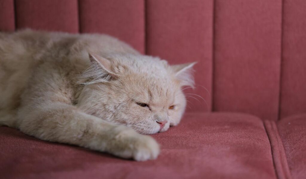 Cream-colored Persian cat lying down.