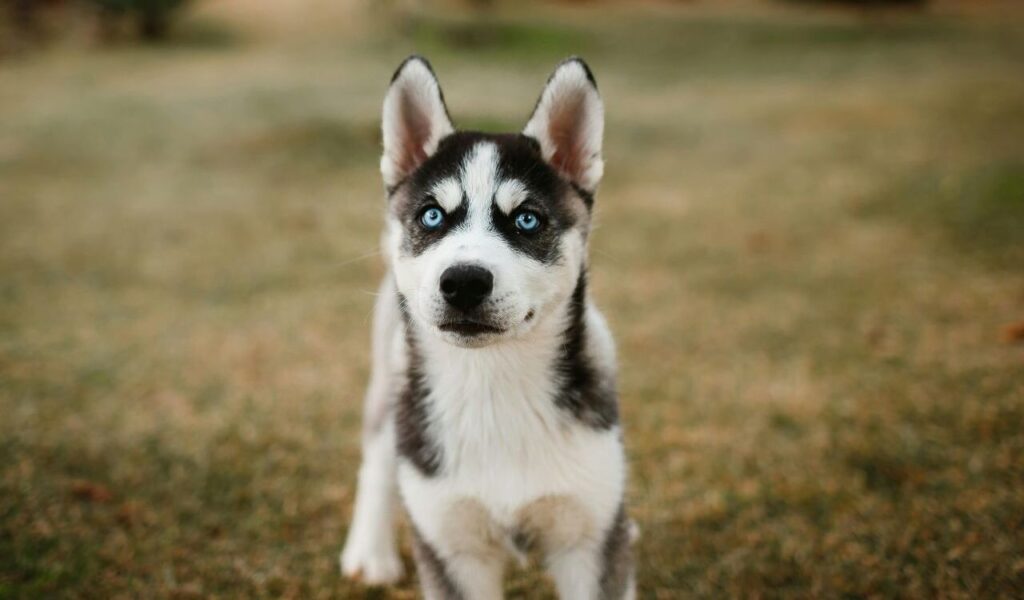 A young Siberian Husky puppy with bright blue eyes.