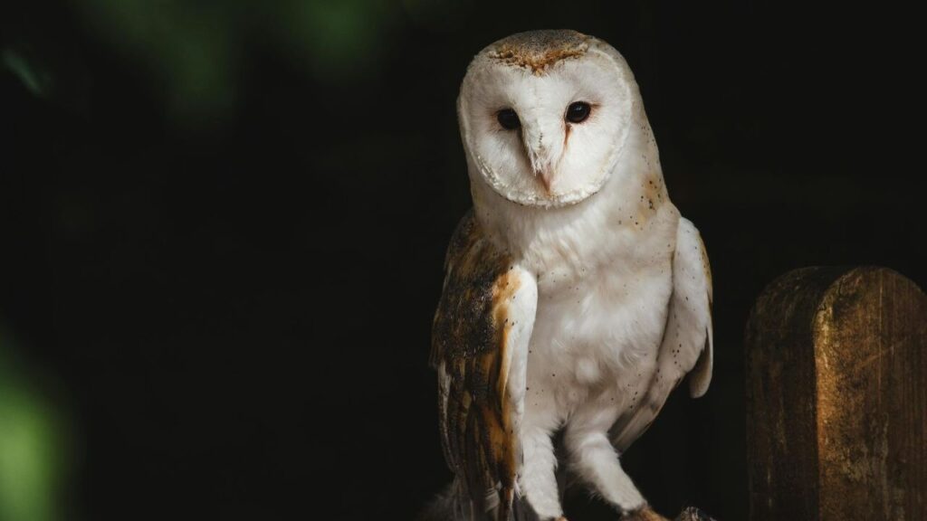 A Barn Owl perched in the shadows, its pale white face and speckled golden-brown wings glowing against the dark background.