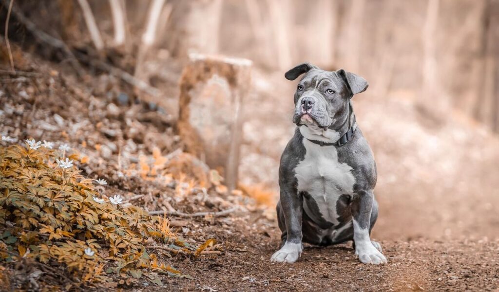 Staffordshire Bull Terrier sitting on a trail.