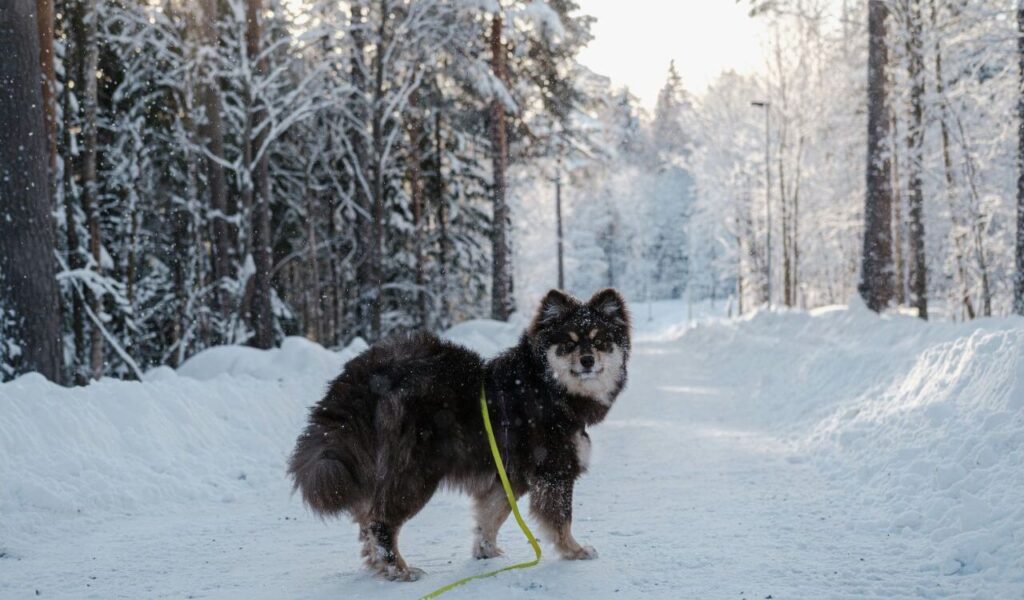 Finnish Lapphund on a snowy forest path