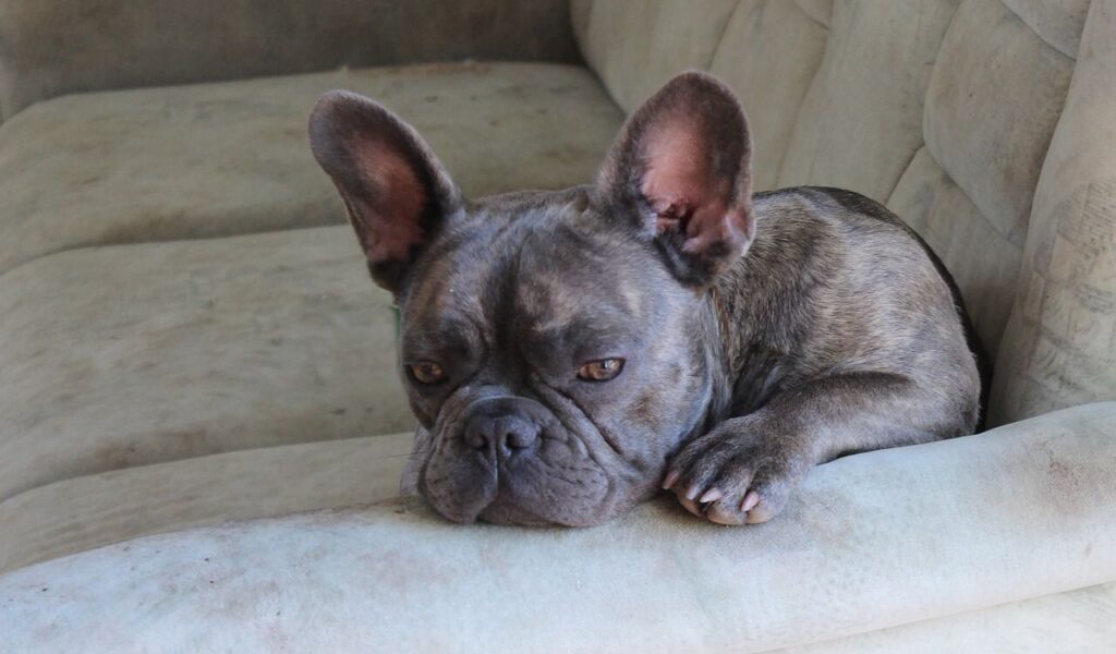 bulldog resting on a beige sofa
