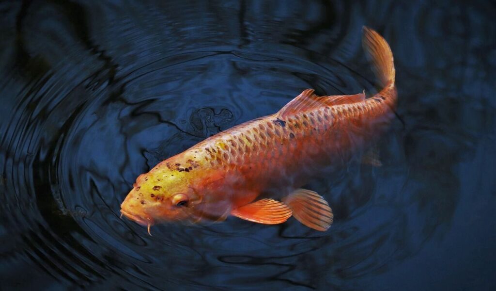 Orange koi fish swimming in dark water.