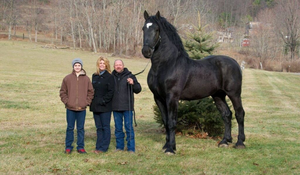 Black Percheron horse with a family.