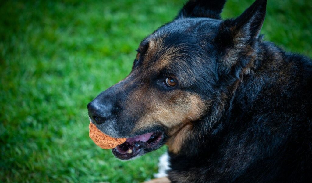 German Shepherd with orange ball