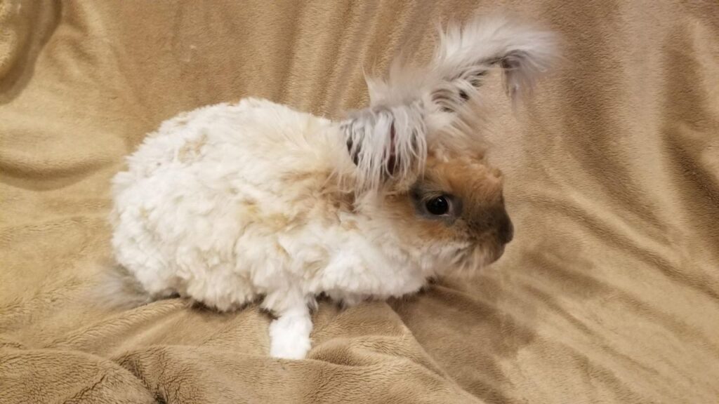 Angora rabbit on a beige blanket.
