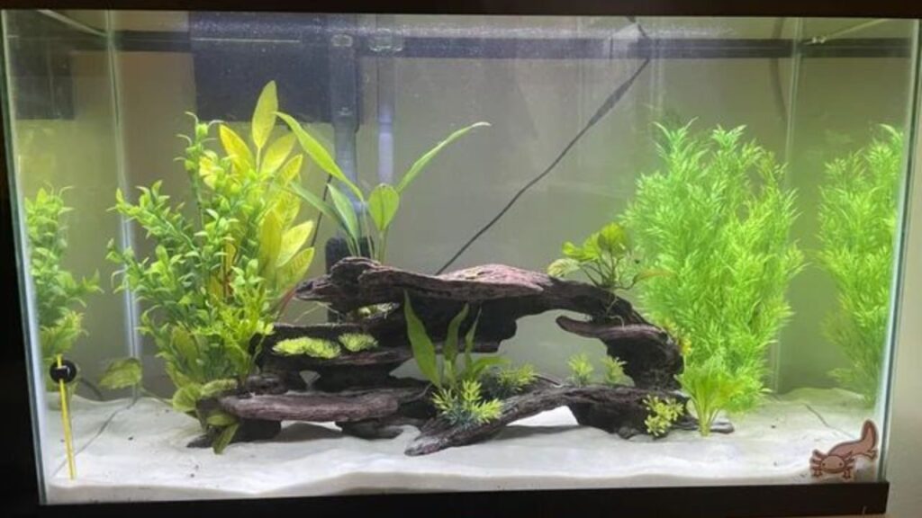 An aquarium with a white sand substrate, lush green aquatic plants arranged on both sides, and a central driftwood structure providing a natural focal point. The tank features clear, well-maintained water, with a small heater and thermometer visible on the left side. Bright lighting highlights the vibrant plants, creating a serene underwater environment.