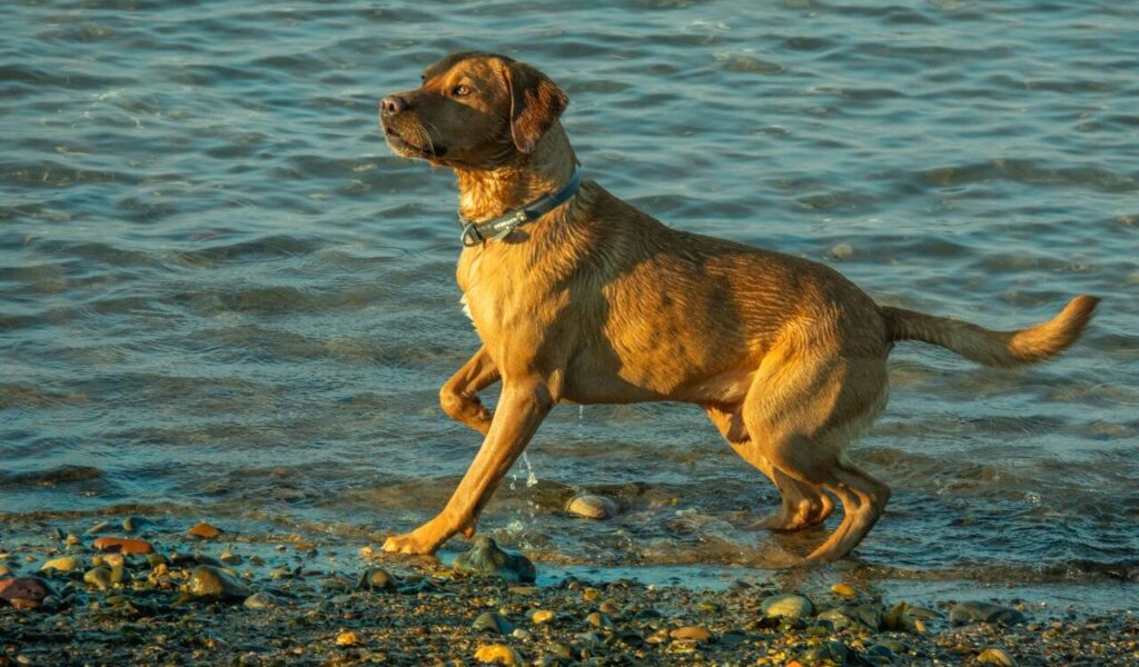 Dog walking along the shore in the water.