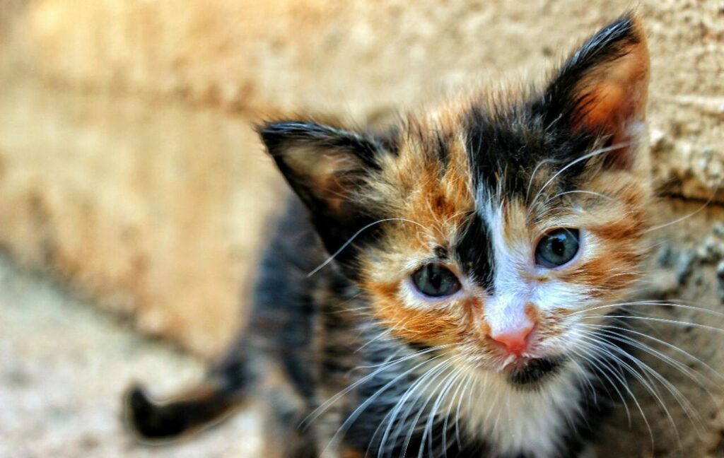 A close-up of a calico kitten with striking orange, black, and white fur, wide blue-green eyes, and a pink nose. The kitten looks curious, sitting against a beige textured wall in an outdoor setting.