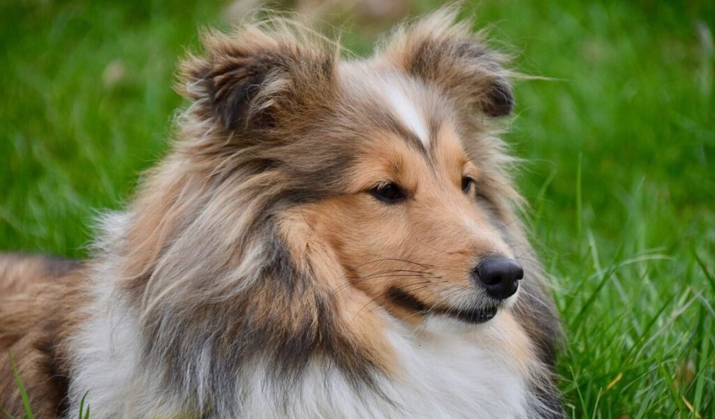 A close-up of a Shetland Sheepdog with a sable and white coat, fluffy mane, and alert expression. The dog is lying on lush green grass, appearing calm and content.