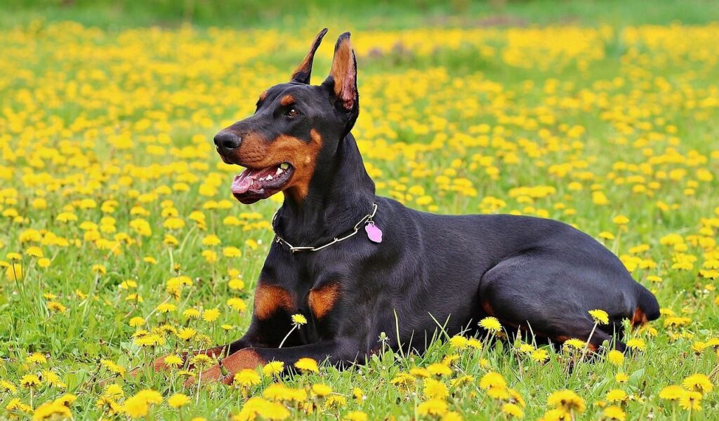 A sleek Doberman Pinscher lying in a field of vibrant yellow dandelions, wearing a silver chain collar with a pink tag, looking alert and relaxed.