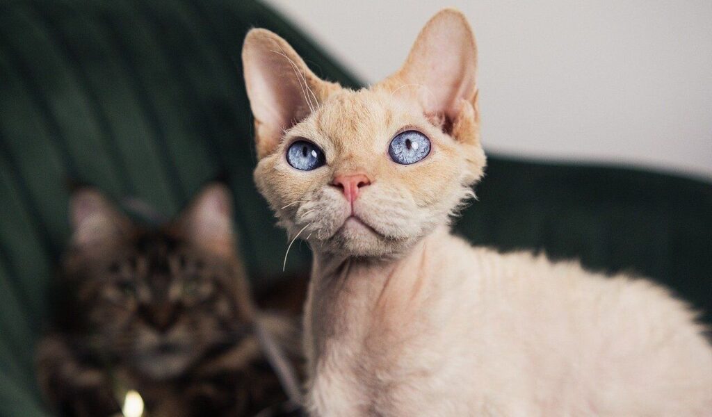 A unique Devon Rex cat with light peach-colored fur and striking large blue eyes staring intently ahead. The cat has prominent ears and a short, curly coat, characteristic of the breed. A blurred tabby cat is visible in the background, sitting on a dark green surface, adding depth to the image.