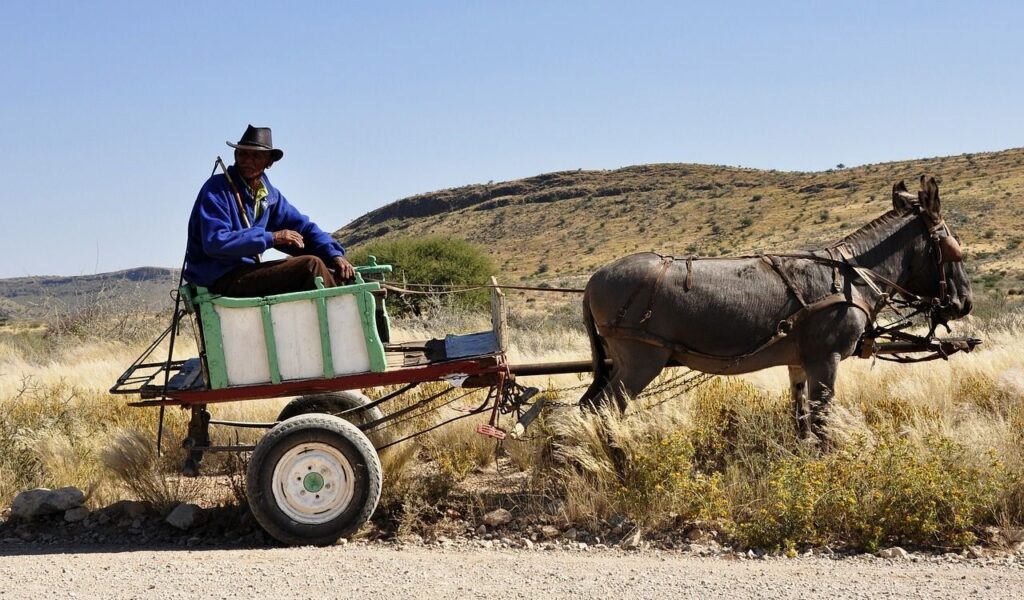 Fun Facts About Donkeys You Didn’t Know